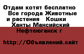 Отдам котят бесплатно  - Все города Животные и растения » Кошки   . Ханты-Мансийский,Нефтеюганск г.